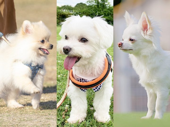 超小型犬エリア（〜3kg）