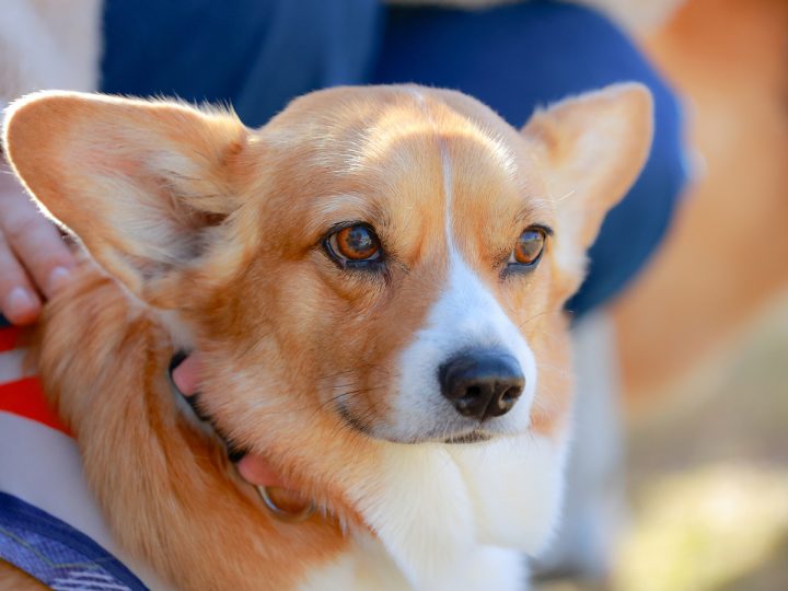 中型犬（〜15㎏）